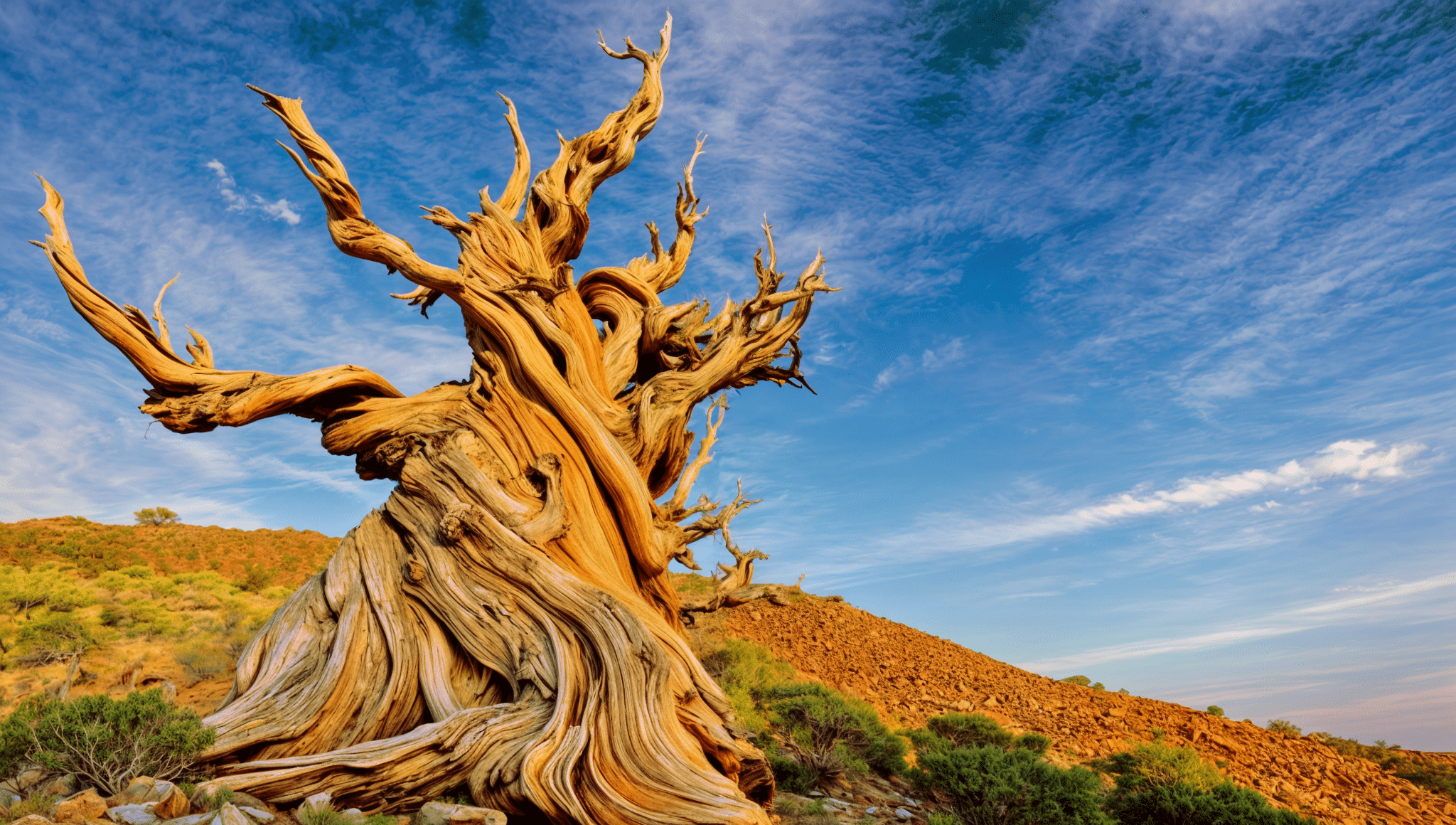 Fotografía del árbol más antiguo del mundo, un majestuoso tronco retorcido de aspecto dorado en un paisaje árido, iluminado por el sol bajo un cielo azul despejado. Este árbol milenario es un símbolo de resistencia y tiempo.