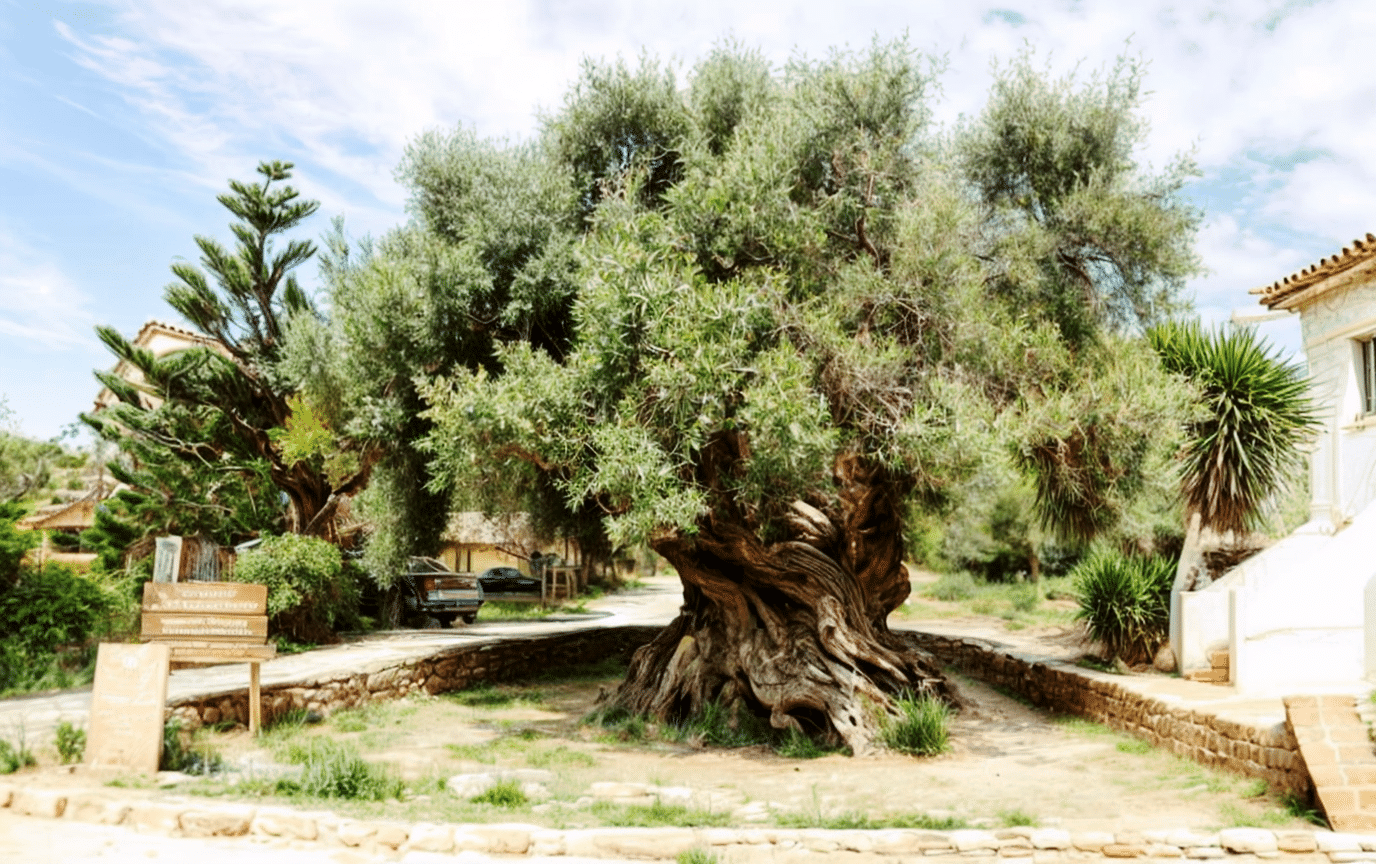 Imagen del olivo más viejo del mundo, con un imponente tronco retorcido y una densa copa de hojas verdes, situado en un entorno rural soleado. Este árbol milenario representa un símbolo de resistencia y naturaleza en su máxima expresión. 