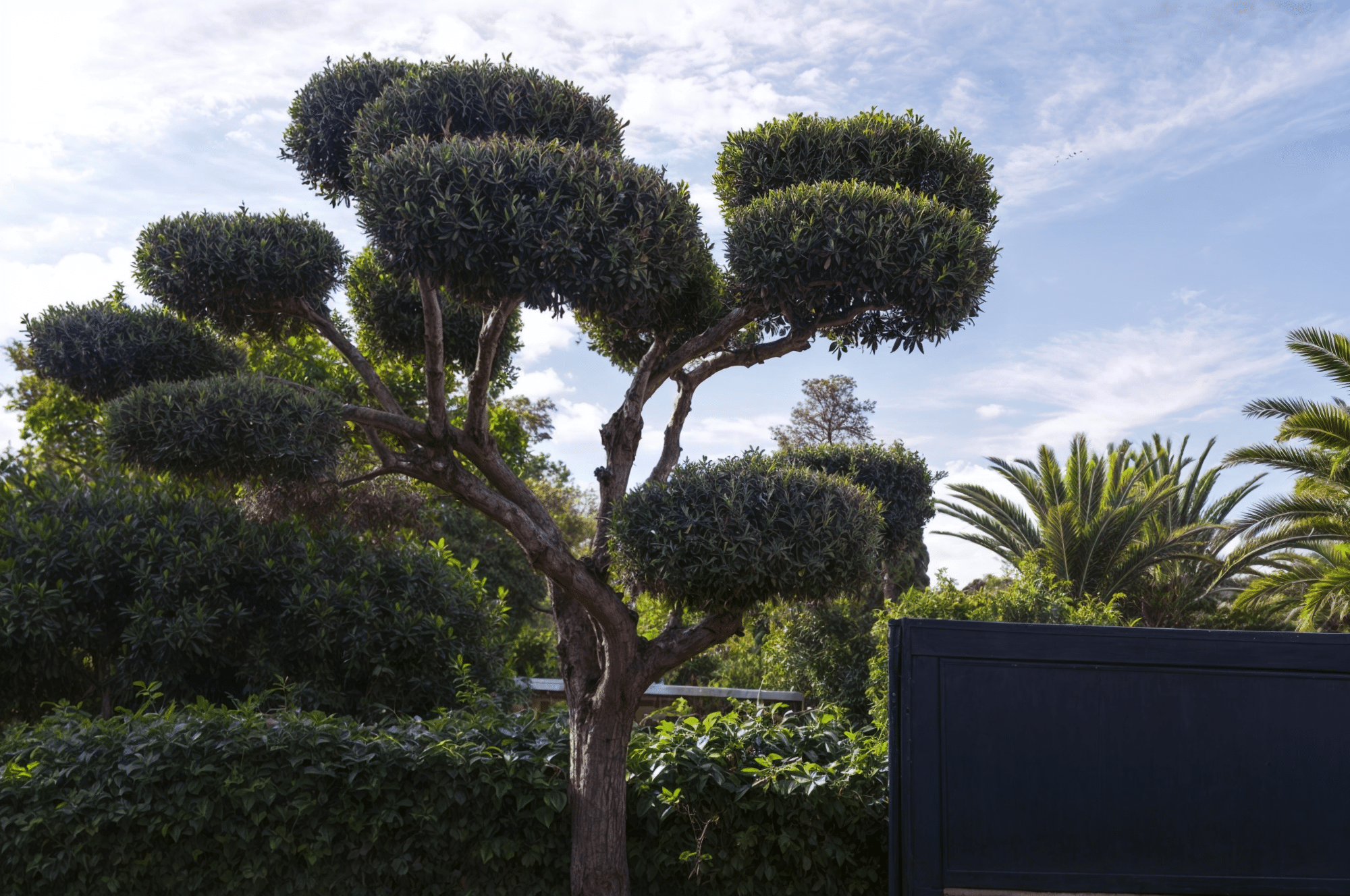 Olivo podado con formas artísticas en un jardín, mostrando su estructura decorativa.