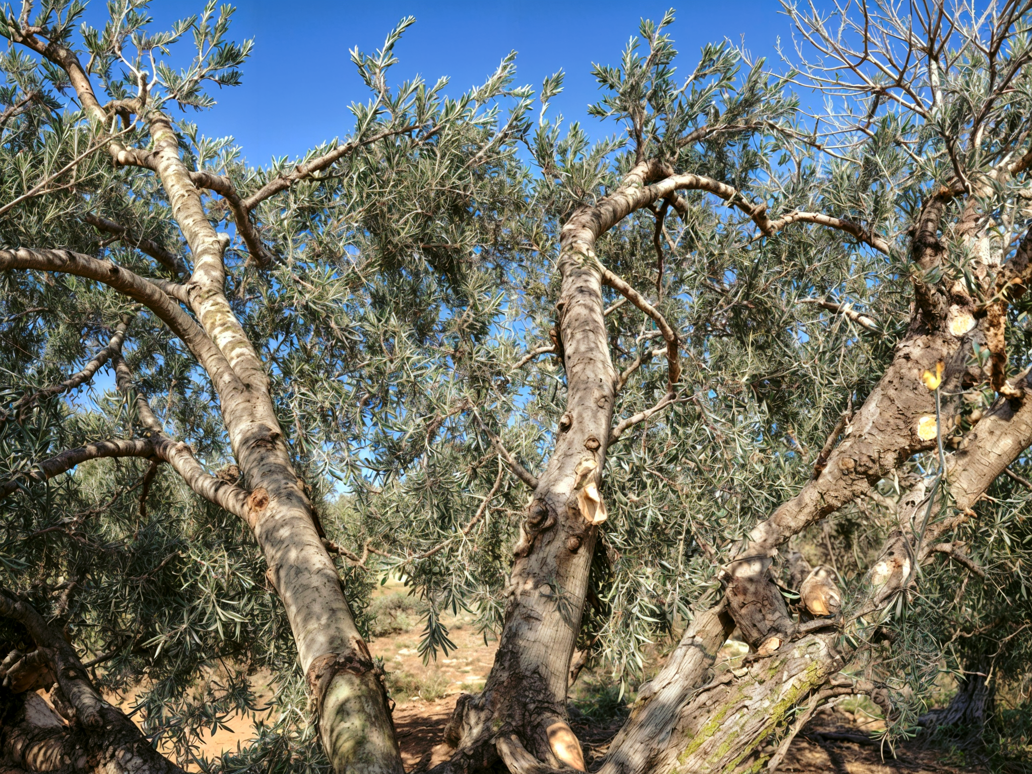 Olivo podado mostrando ramas gruesas y corteza expuesta en un olivar