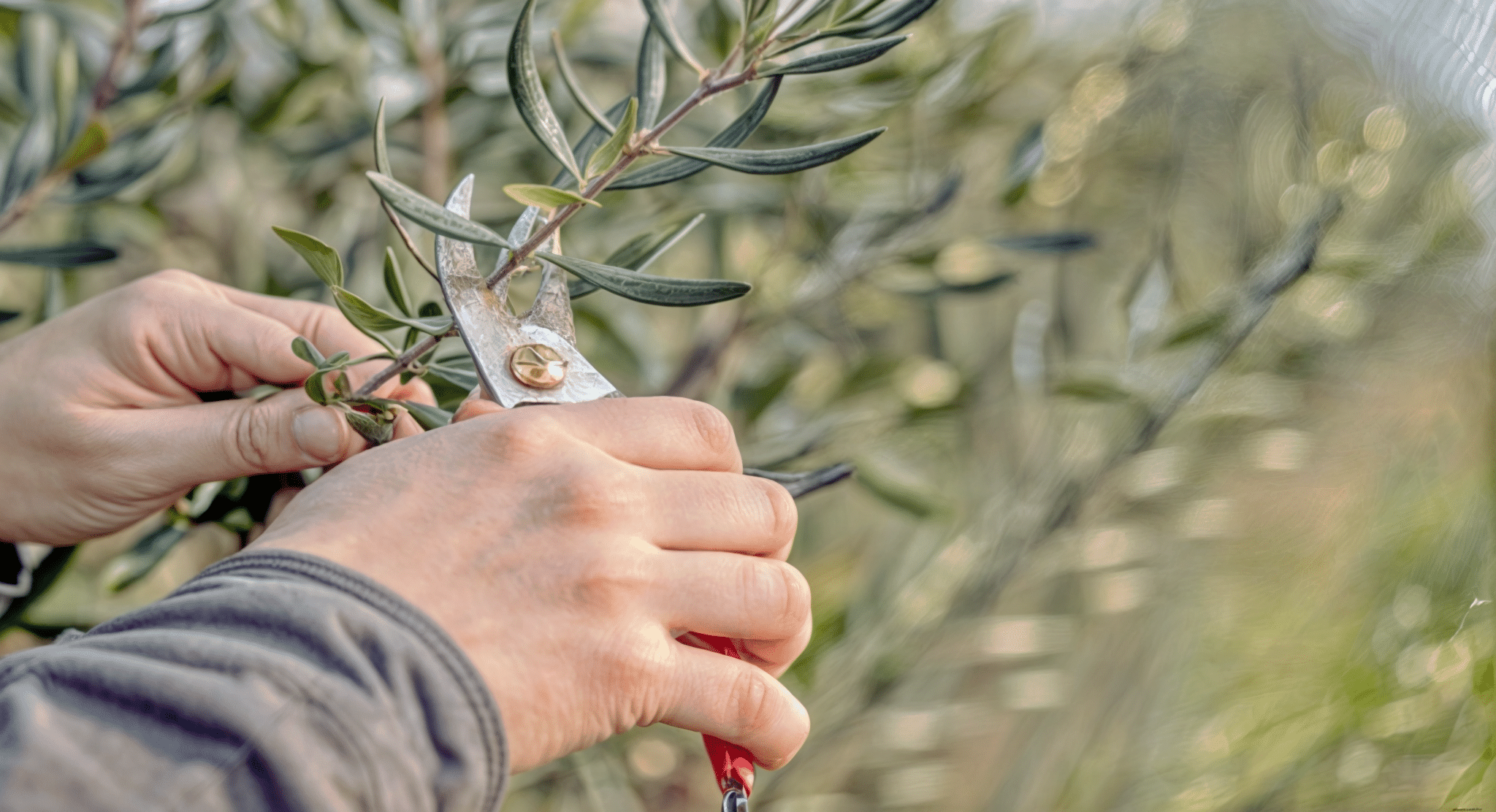 Manos podando una rama de olivo con tijeras de poda en un olivar.